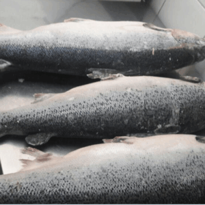 salmon-2-1.png